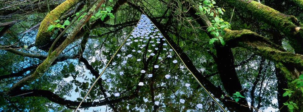 Nils-Udo « Forêt », 2000