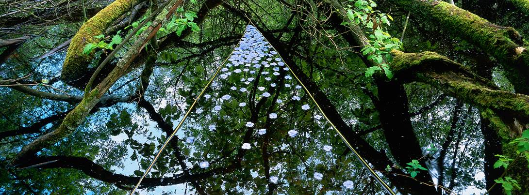 Nils-Udo « Forêt », 2000